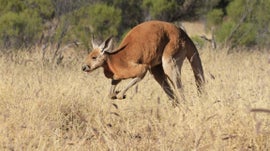 Imagem de Austr�lia - O Reino dos Monstros