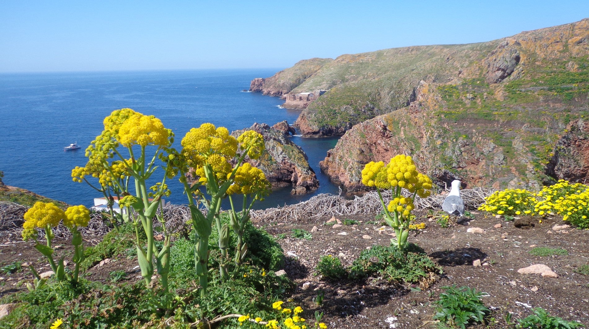 Bombordo - A Sustentvel Vida das Berlengas