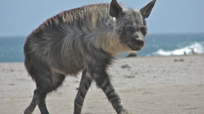 Play - O Lobo da Praia