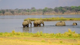 Imagem de Vida Selvagem no Rio Africano