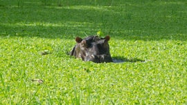 Imagem de Rio Luangwa