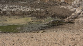 Rio Limpopo - Vida Selvagem no Rio Africano - Documentários - Natureza ...