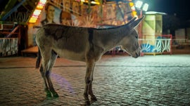 Imagem de Super Orquestra Arcoverdense de Ritmos Americanos