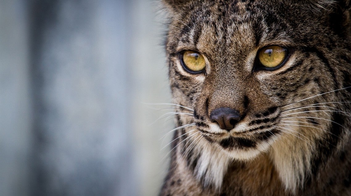 Lince ibérico