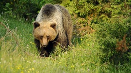 Imagem de It�lia Selvagem - Os Maiores Predadores