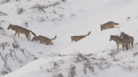 Imagem de A Matilha de Lobos est� de Volta