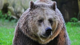 Imagem de Ursos Italianos