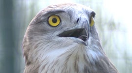 Imagem de Duas �guias