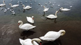 Imagem de Os Predadores do Rio Tibre