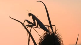 Imagem de A Mantis Religiosa - A Rainha do Rio sem �gua