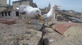 Imagem de Os Atacantes A�reos de Roma