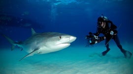 Imagem de Tubar�es na Minha Objetiva