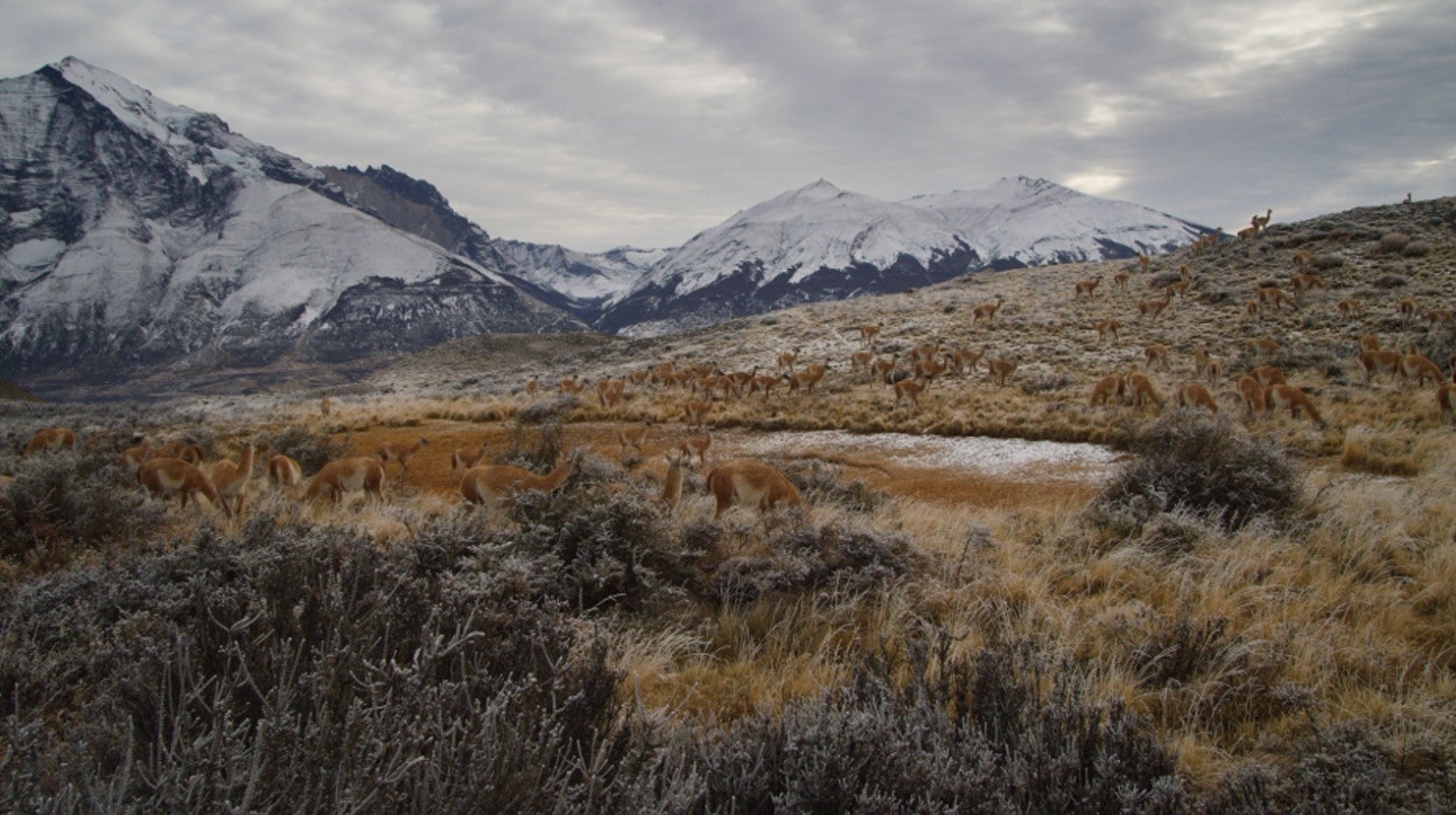 Patagnia Indomada