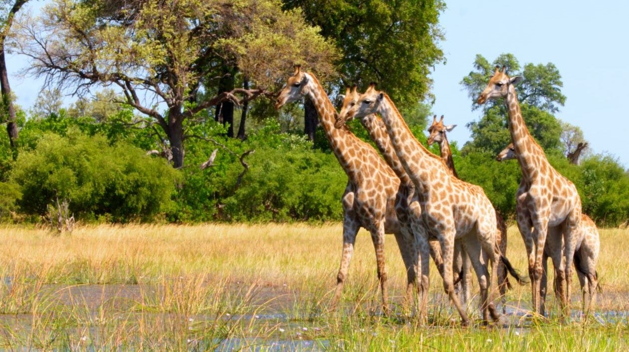 Imagem de Delta do Okavango