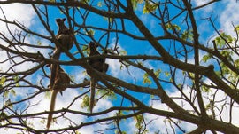 Imagem de David Attenborough Dentro da Selva