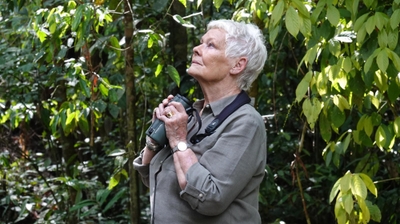 Play - Judi Dench no Bornéu Selvagem