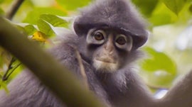 Imagem de Singapura: Cidade Selvagem