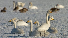 Imagem de O Poder da Resili�ncia: Os Cisnes das Tundras da R�ssia