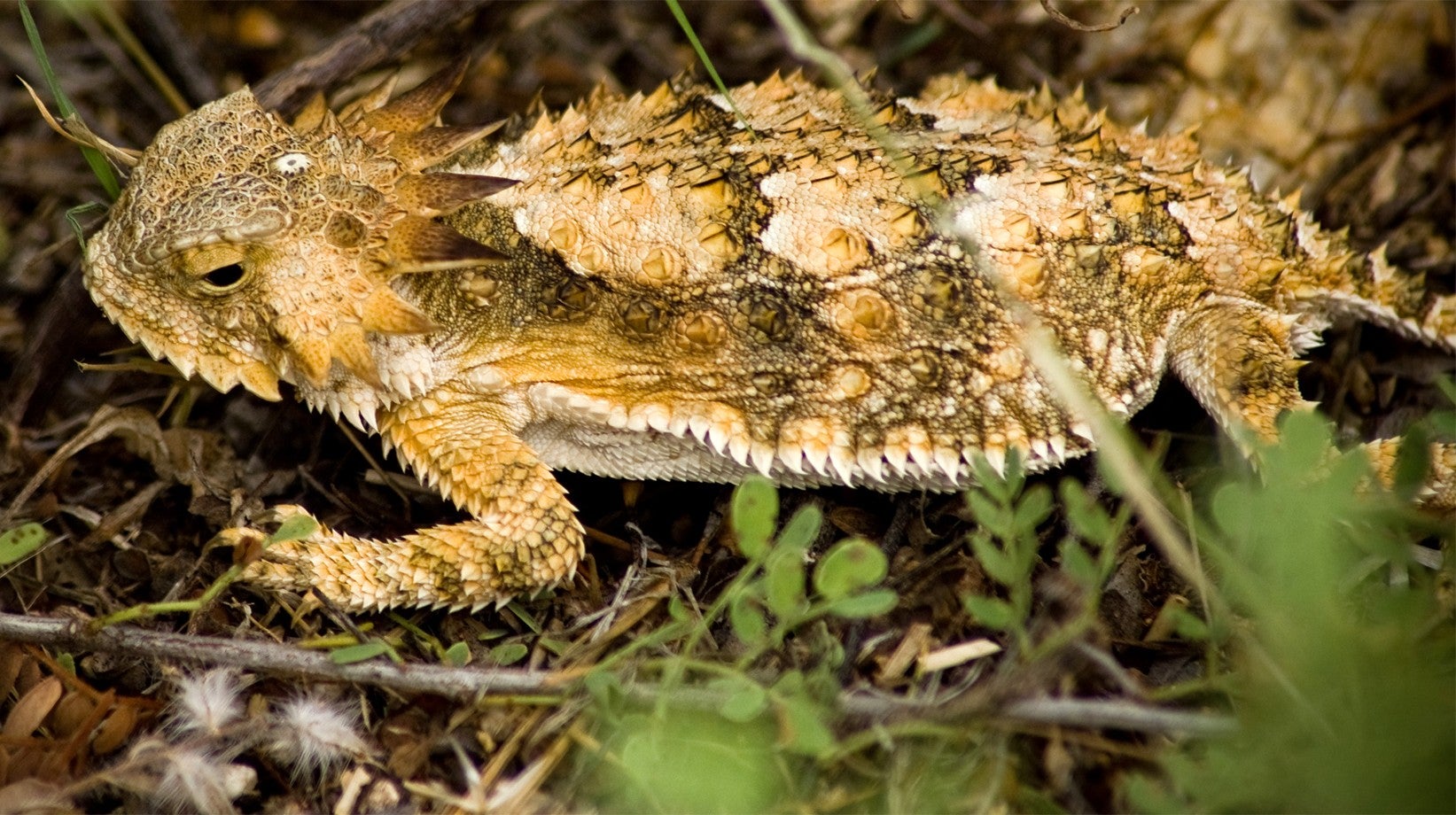 Imagem de O Lagarto-de-Chifres-Real do Deserto de Sonora