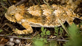 Imagem de O Lagarto-de-Chifres-Real do Deserto de Sonora