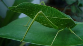 Imagem de Enganos da Natureza: Os Insetos das Florestas Tropicais da Mal�sia