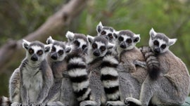 Imagem de Os L�mures de Madag�scar