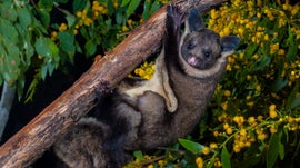 Imagem de Quando os Marsupiais Voam: As Florestas de Eucaliptos da Austr�lia