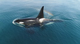 Imagem de O Misterioso Ajuntamento de Orcas