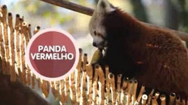 Imagem de Animais