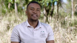 Imagem de Gold Chindere - O Impacto do Fogo e da Herbivoria nas Florestas do Miombo