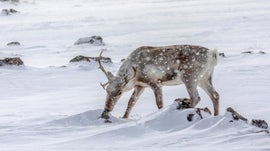 Imagem de A Terra do Extremo Norte