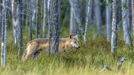 Imagem de O Sol da Meia-Noite