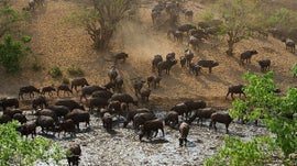 Imagem de Mana Pools & Chitake Spring
