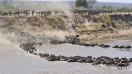 Masai Mara: A Grande Caada