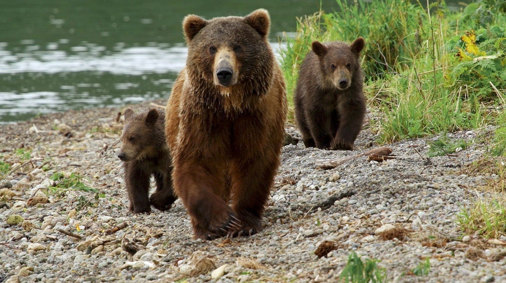 Os Ursos de Kamchatka - A Vida Comea