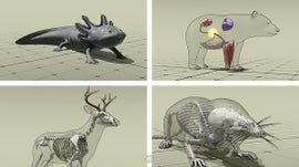 Imagem de Os SuperPoderes dos Animais