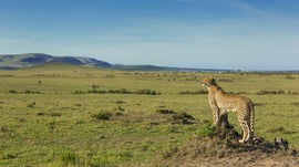 Imagem de Os Cinco Incr�veis: Hist�ria de uma Chita