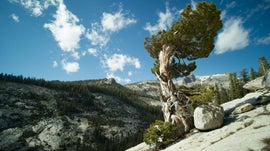 Imagem de Florestas da Nossa Terra