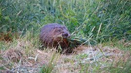 Imagem de O Regresso dos Castores