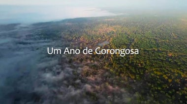 Um Ano de Gorongosa