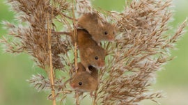Imagem de Rato do Campo