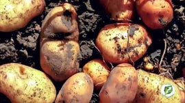 Imagem de Marketing Agr�cola - Batata Reno