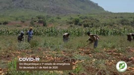 Imagem de Impacto da Pandemia da Covid-19 na Atividade Agr�cola