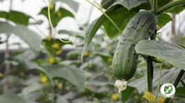 Imagem de Pesticidas / Verduras e Legumes