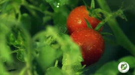 Imagem de Produ��o de Mudas com Sementes H�bridas