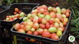 Imagem de Produ��o de Tomate