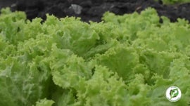 Imagem de Produ��o de Alface