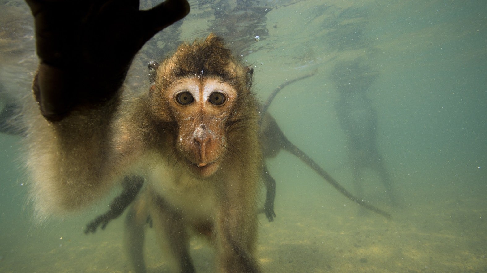 A (R)Evoluo dos Macacos