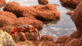 Imagem de Ilha do Natal: No Reino do Caranguejo-dos-Coqueiros