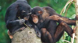 Imagem de Animal Humano